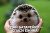 СДАЙ БАТАРЕЙКУ-СПАСИ ЁЖИКА!
