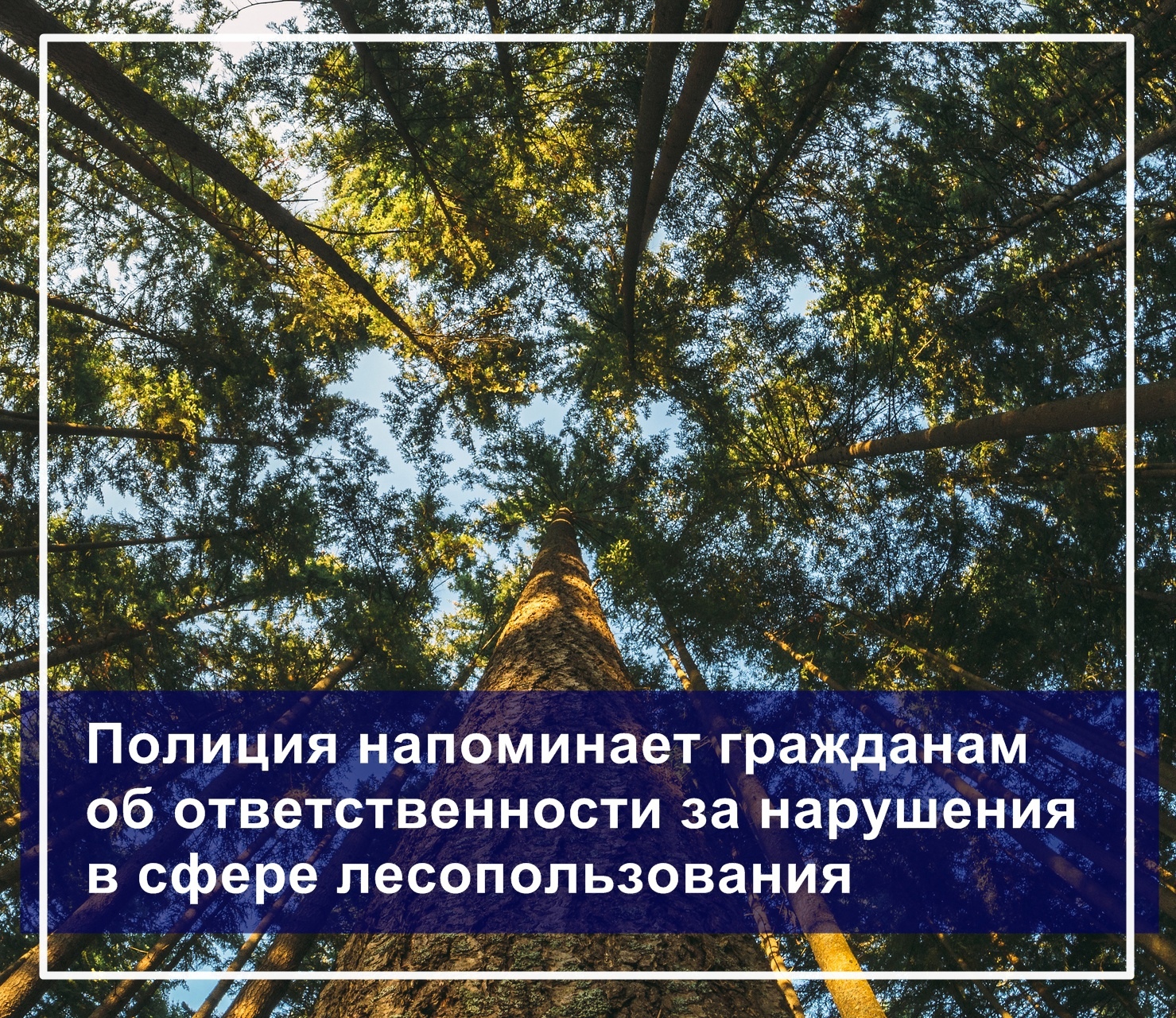 Полиция напоминает гражданам об ответственности за нарушения в сфере лесного законодательства