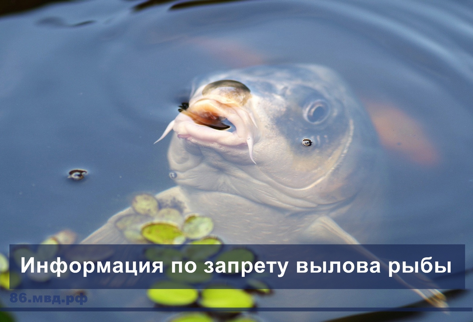 Информация по запрету вылова рыбы