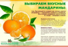 В чем польза мандаринов? Кому лучше их не есть? На что обращать внимание при покупке этих цитрусовых? Как их хранить?